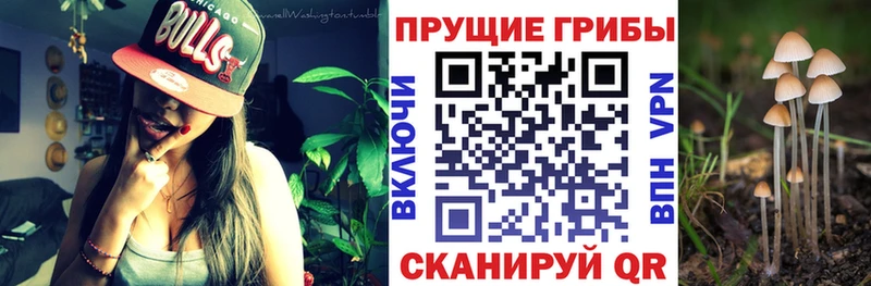 наркошоп  Кораблино  Псилоцибиновые грибы ЛСД 